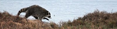 Coon Bookmark