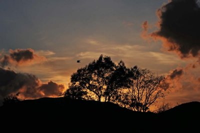 Evening Bird