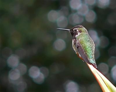 Costa's or Black-Chinned Hummingbird