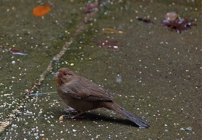 Wet Towhee