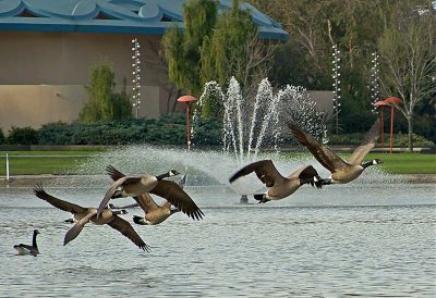 Canadian Geese Take Off