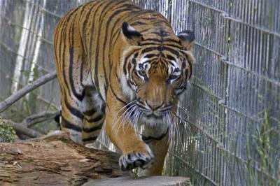 Tiger Walk