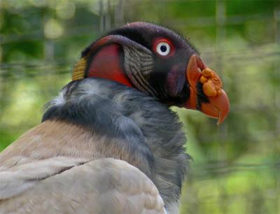 Chaffee Zoo - Fresno, CA