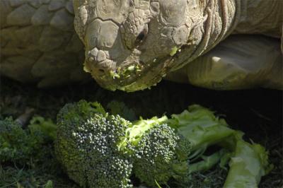African Spurred Tortoise at Lunch