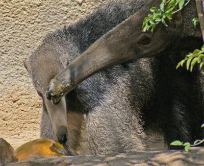 Anteater Kisses