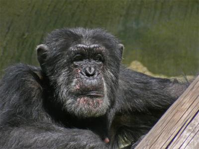 Chimpanzee Pose