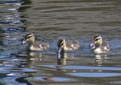 Three Mallard Duckings