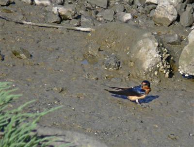 A Trudge Through the Mud