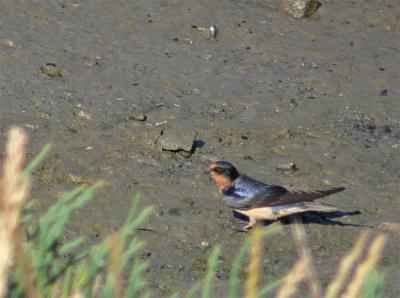 Barn Swallow A'Ground