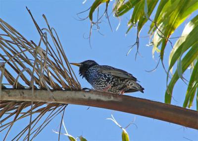Starling