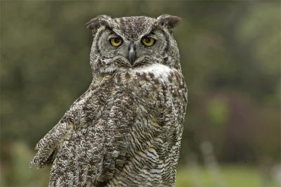 Great Horned Owl