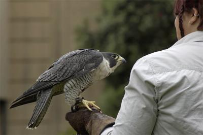 Peregrine Falcon