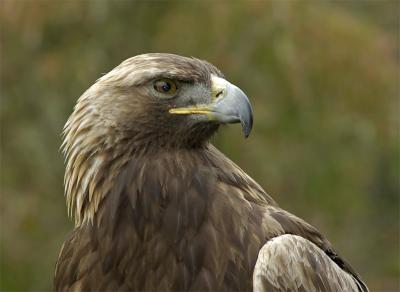 Eagles, Hawks & Other Birds of Prey