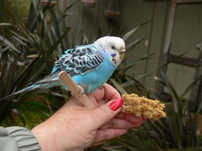 Blue Parakeet