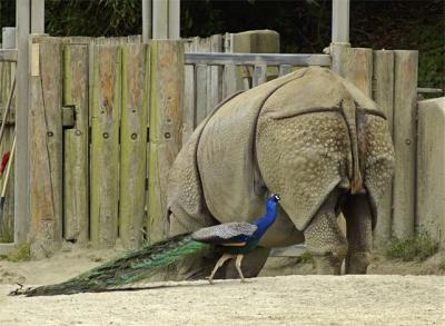 Rhino & Peacock