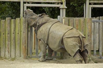 Rhino Rub