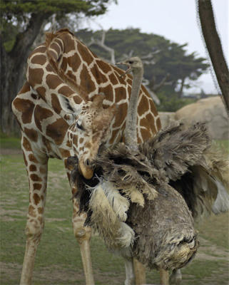 Giraffe & Ostrich Affection