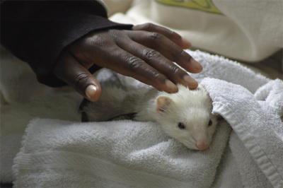 Gentle Pet