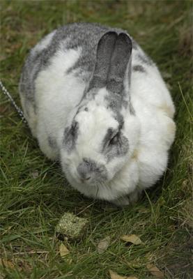 Grey & White Bunny