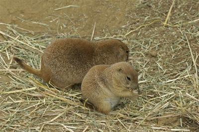 Mom & Baby Prairie Dogs