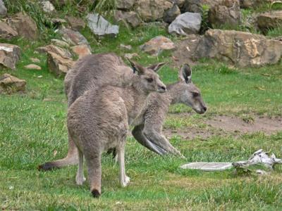 Gray Kangaroos