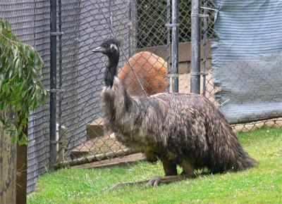 Shy Emu