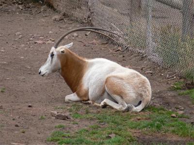 Endangered Oryx