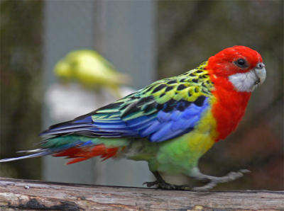 Rosella In A Hurry