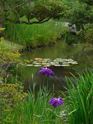 Purple Iris Pond
