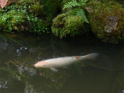 White Koi