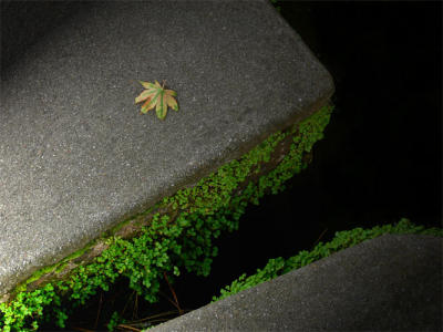 Leaf on Stone Step