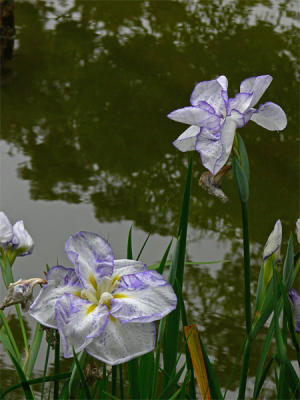 Light Purple Irises