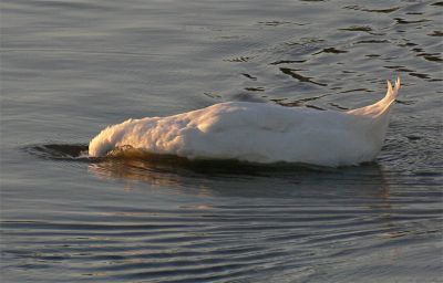 Puff Headed Duck Takes a Dip