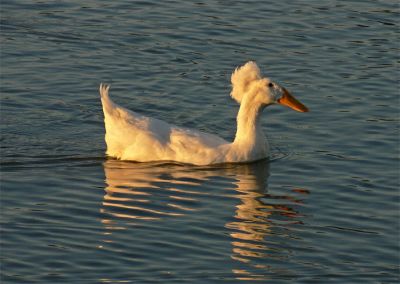 Duck in Evening Light