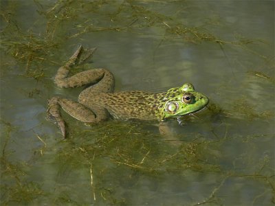 Endangered Oregon Spotted Frog