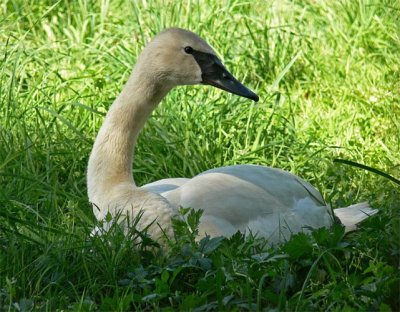 Trumpeter Swan On Alert