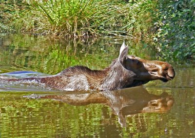 Moose Swim