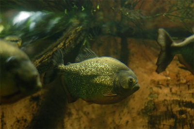 Red Bellied Piranha