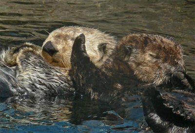 Patting a Friend