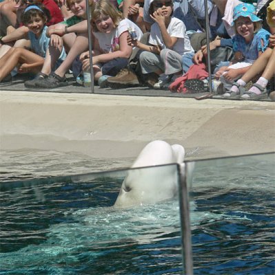 Beluga Sprays the Crowd