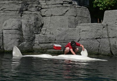 Beluga Getting a Check Up