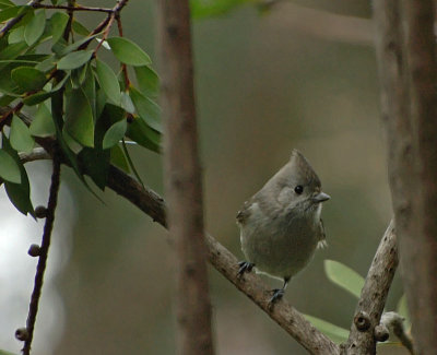 Titmouse on a Branch