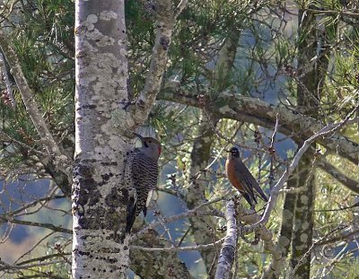 Northern Flicker and Robin