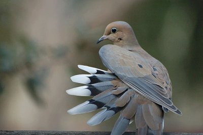 A Dove with Flair