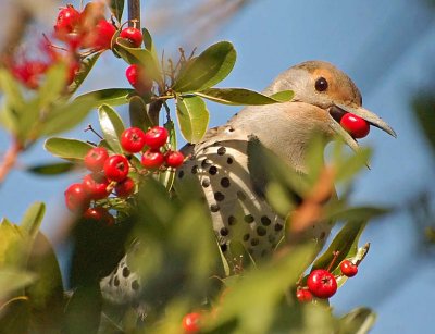 Flicker and Berry