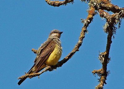 Western Kingbird Close Up