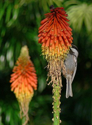 Chickadee and Red Hot Pokers