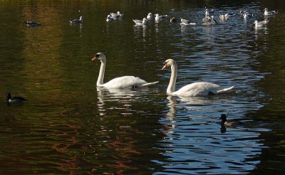 Two  Swans A'Swimming
