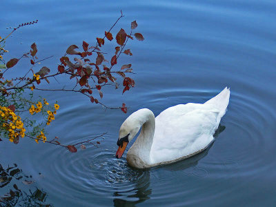 Swan and Yellow Flowers