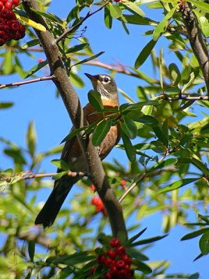 Robin on the Diagonal